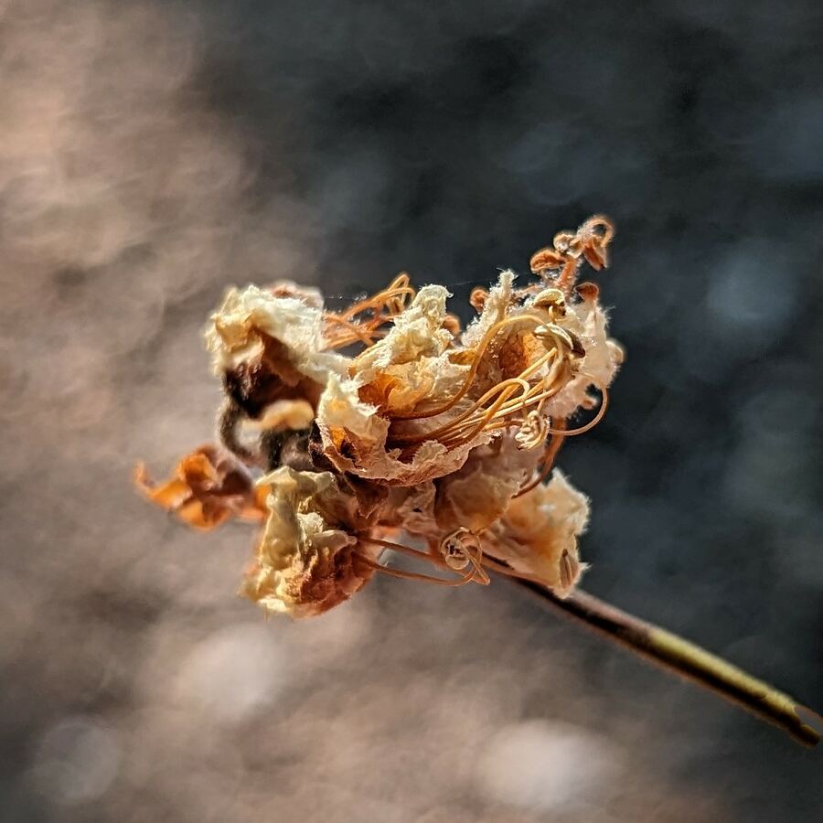 Macro shot of a dried blossom against a soft background