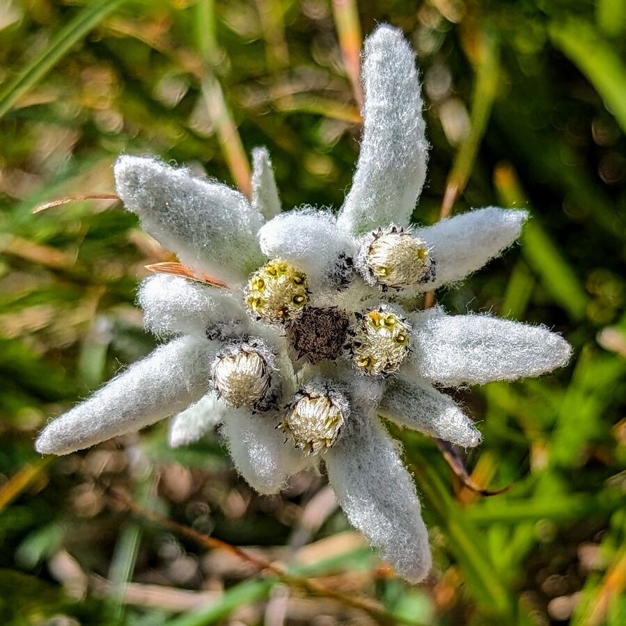 A single edelweiss flower in the grass