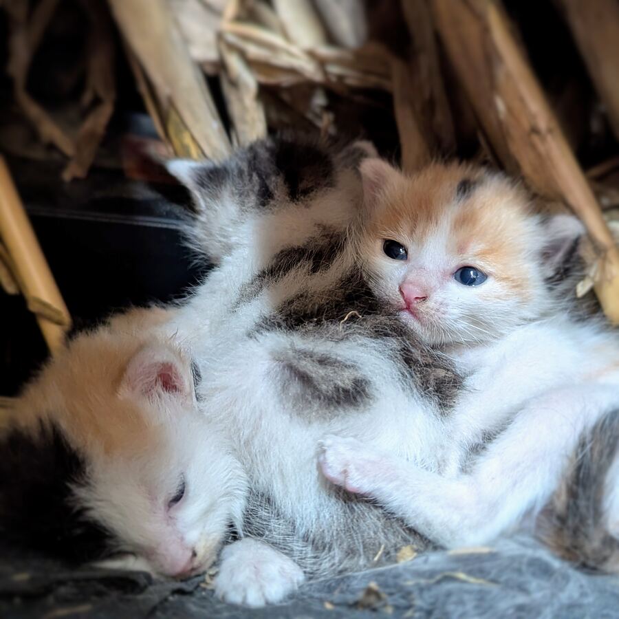 Two kittens curled up asleep together