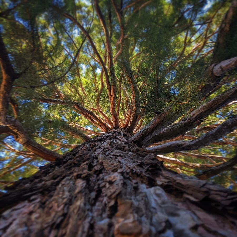 Looking straight up the trunk of a pine tree into its canopy